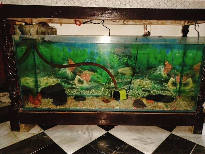 equarium 0