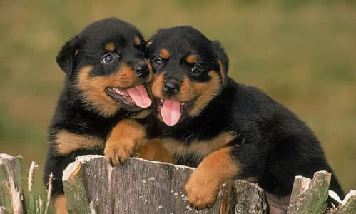 rottweiler puppies /rottweiler female , male /rottweiler dog for sale