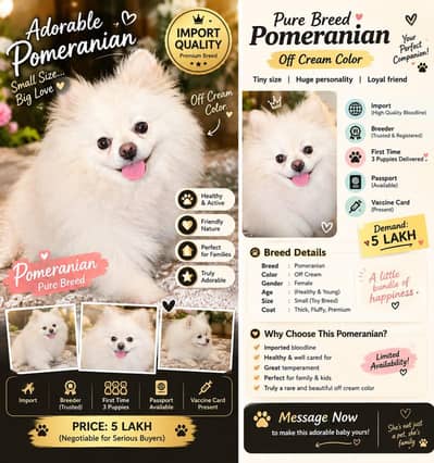 TOP QUALITY POMERANIAN FEMALE AVAILABLE FOR SALE