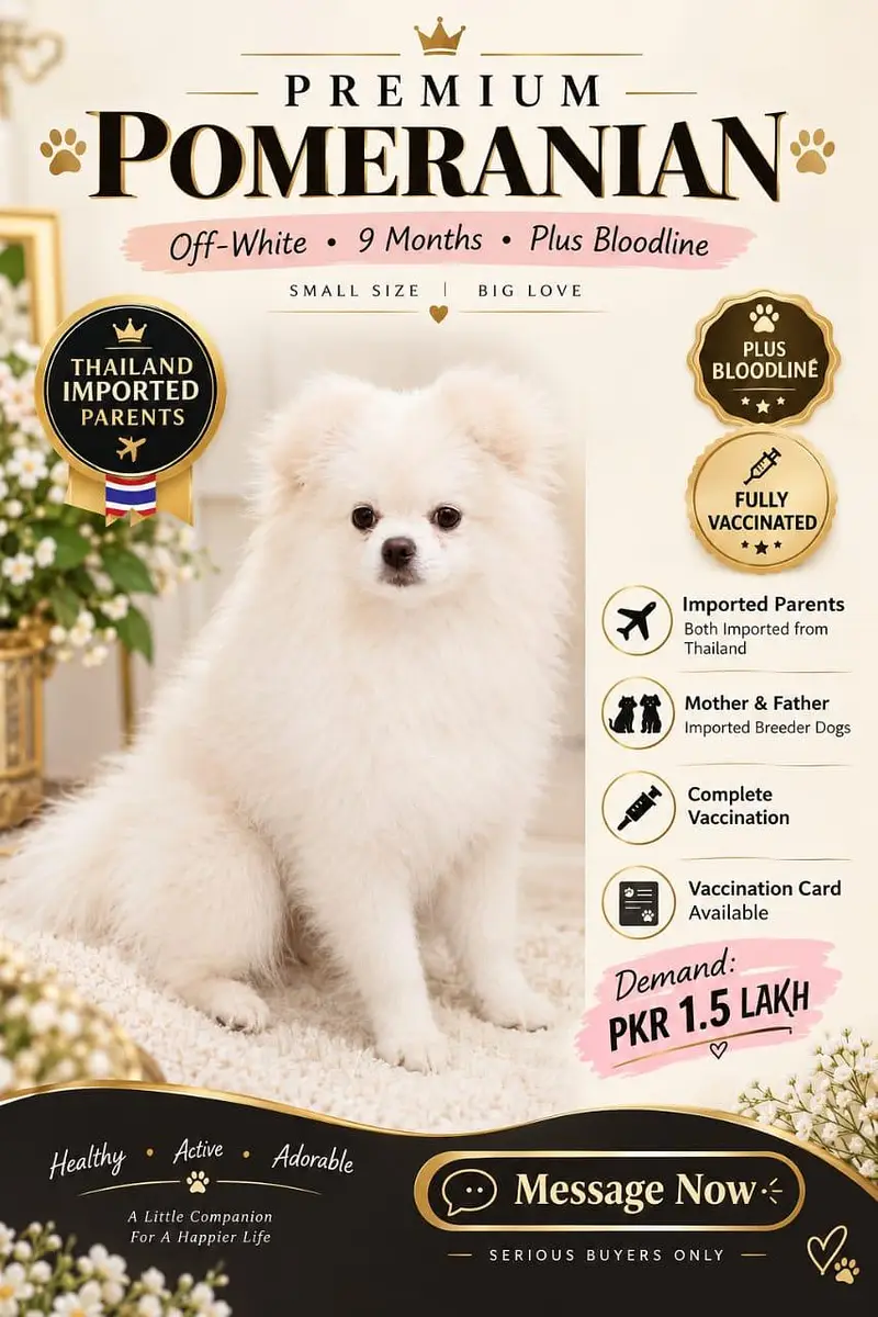 TOP QUALITY POMERANIAN FEMALE AVAILABLE FOR SALE — photo 2