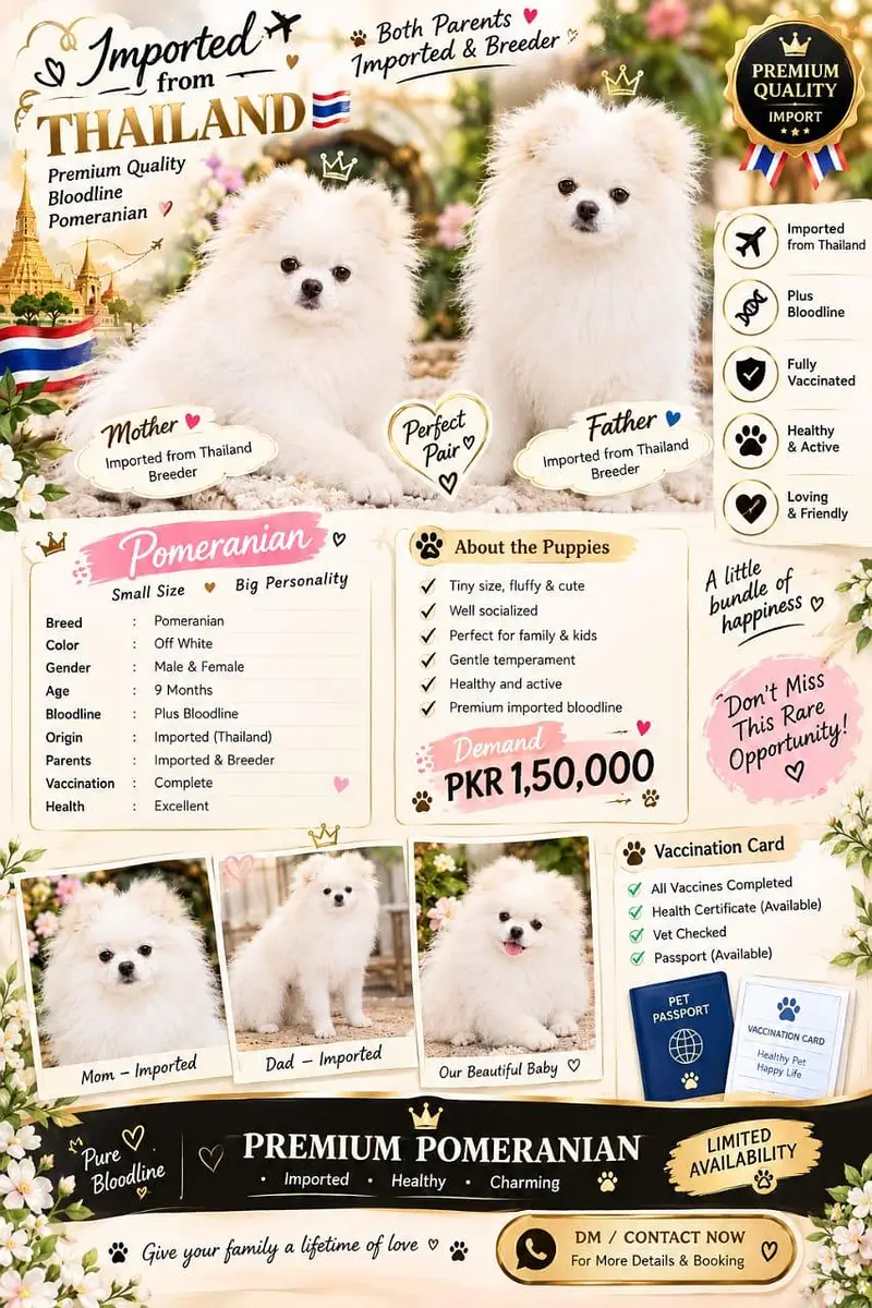 TOP QUALITY POMERANIAN FEMALE AVAILABLE FOR SALE — photo 3