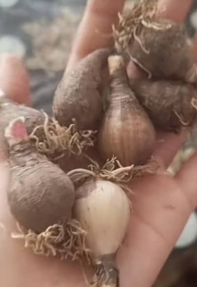 Pink Rain Lily Bulbs - Fresh Garden - Flowering Size - Rawalpindi