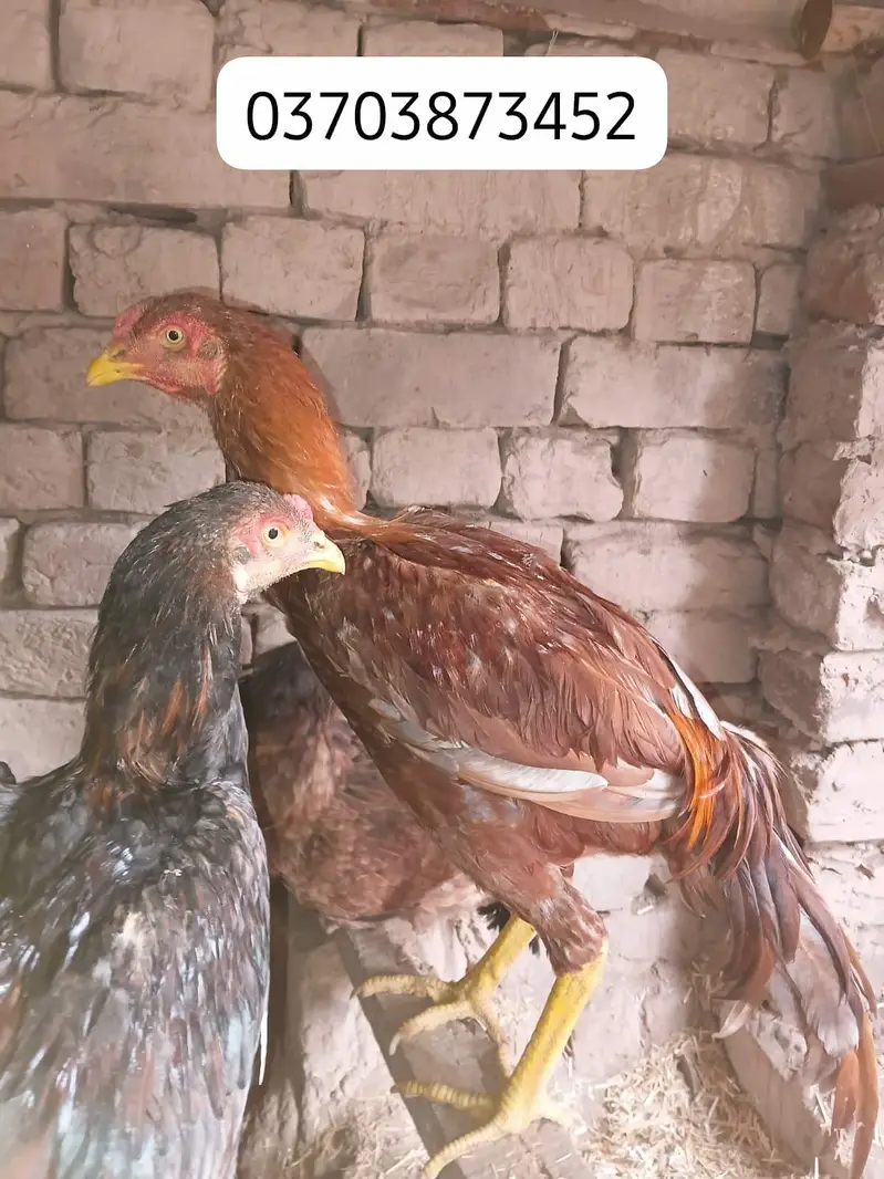 sindhi thai bloodline ke birda — photo 2