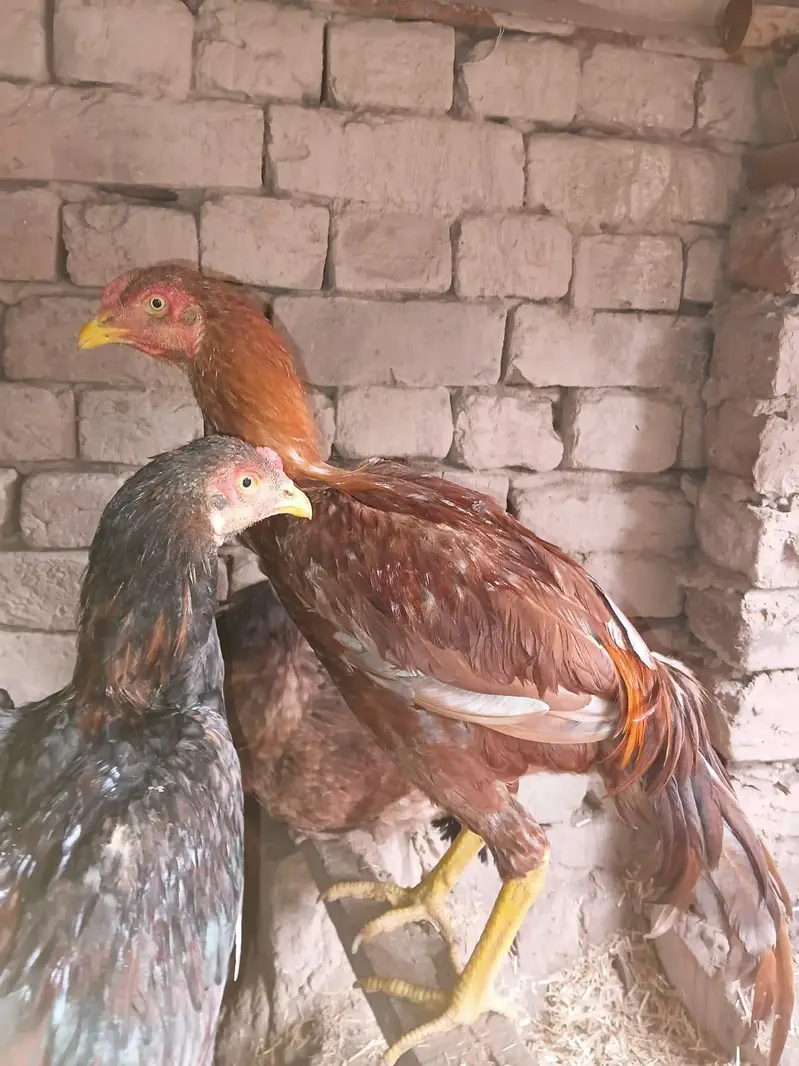 sindhi thai bloodline ke birda — photo 4