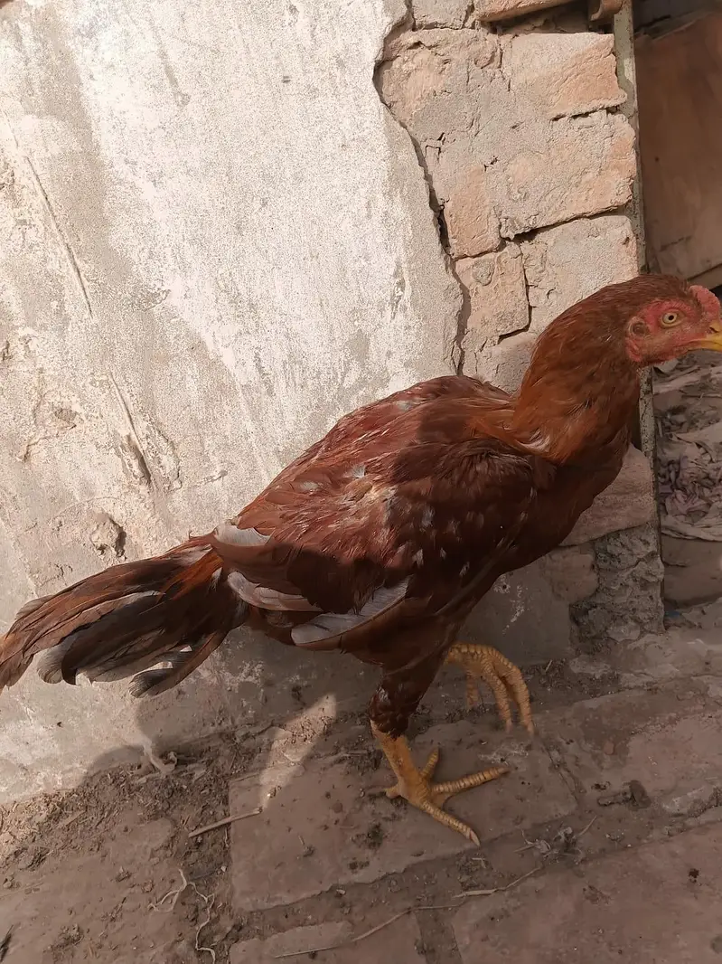 sindhi thai bloodline ke birda — photo 6