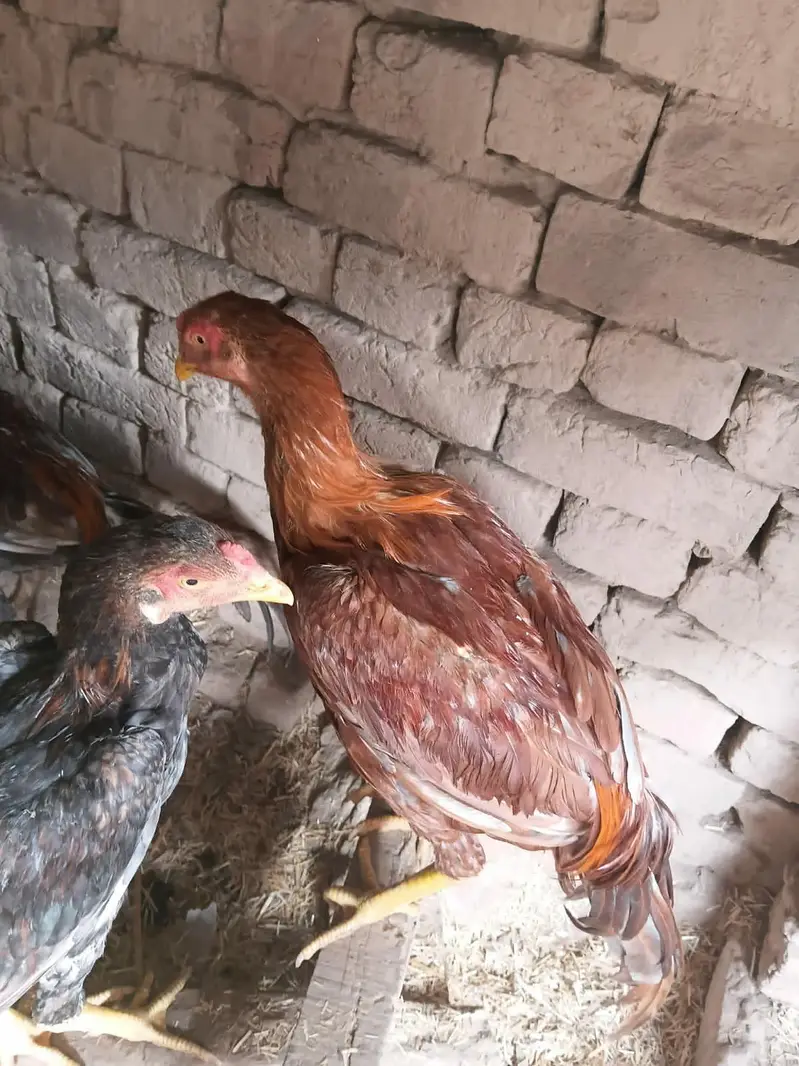 sindhi thai bloodline ke birda — photo 7