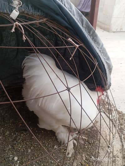 White Buff Male for sale