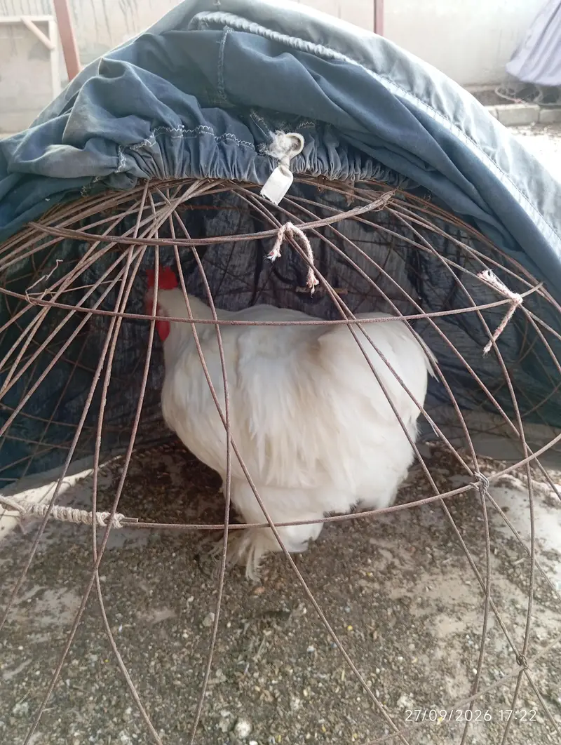 White Buff Male for sale — photo 2