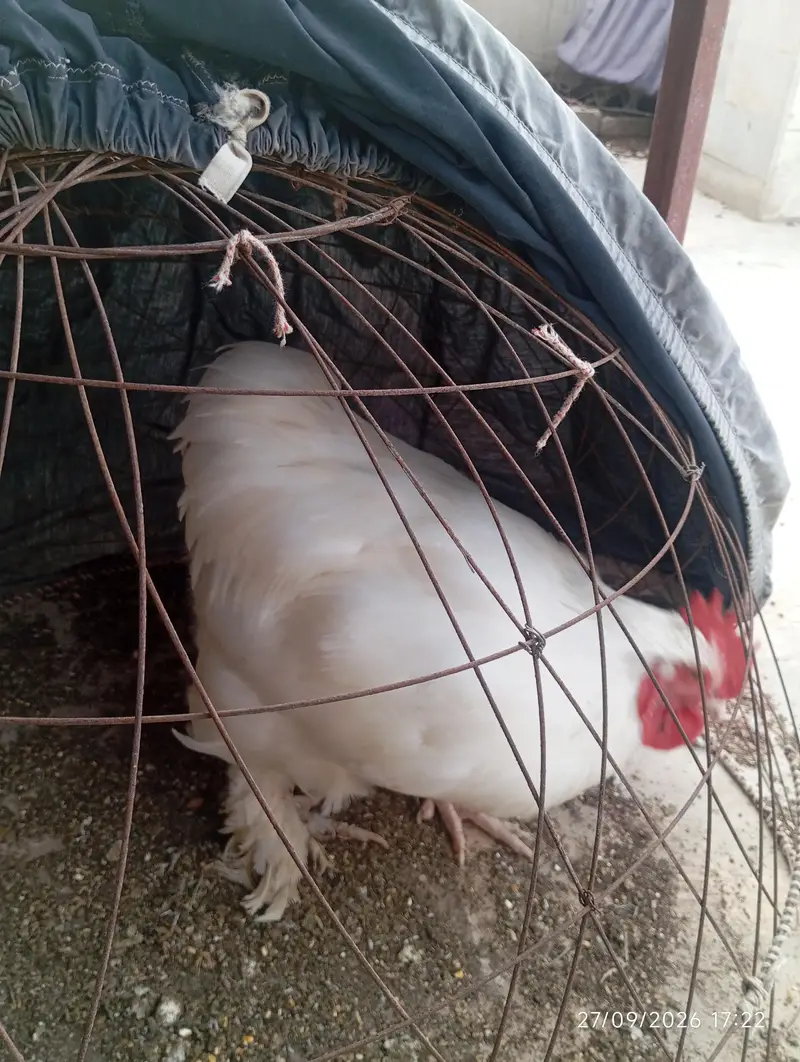 White Buff Male for sale — photo 3