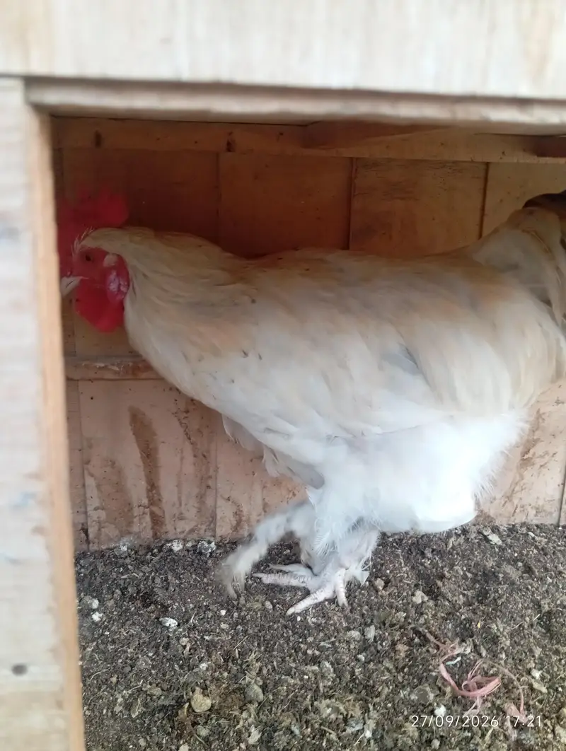 White Buff Male for sale — photo 4