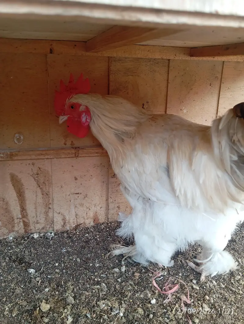 White Buff Male for sale — photo 5