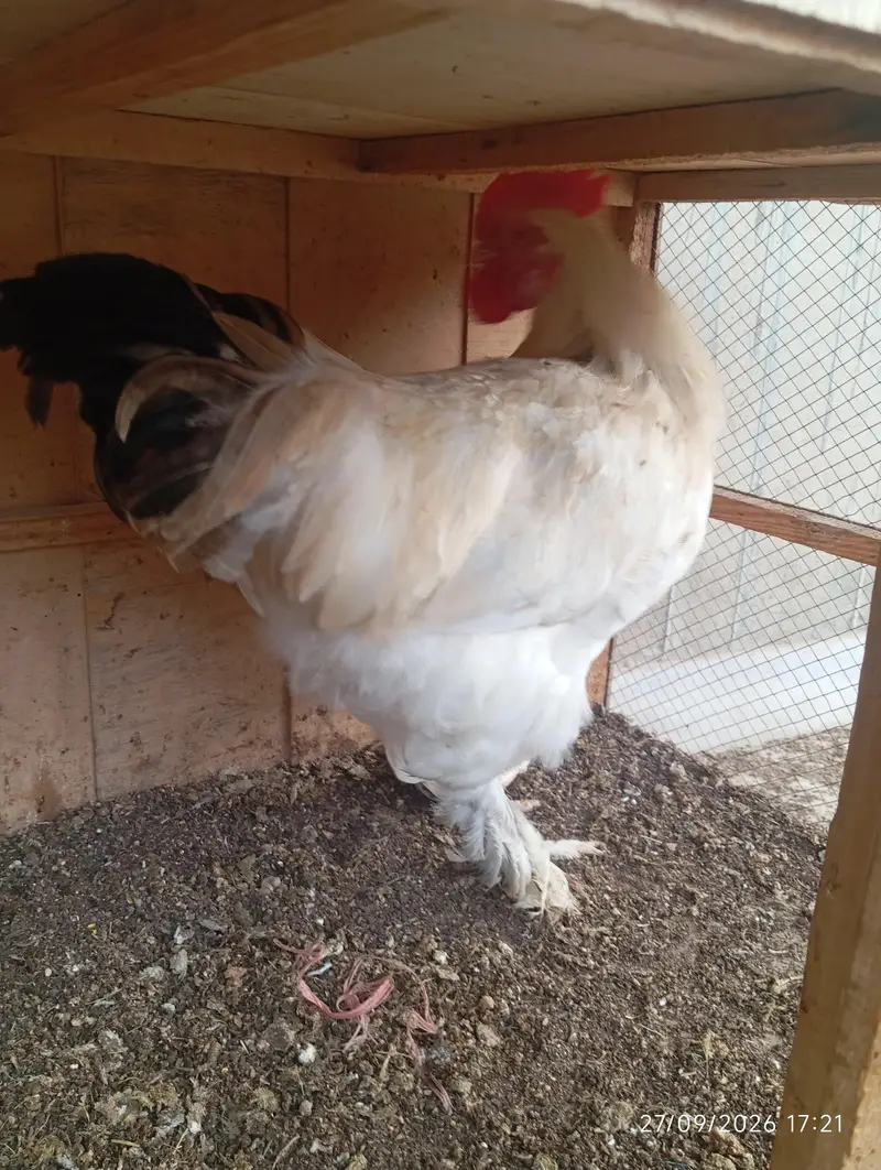 White Buff Male for sale — photo 6