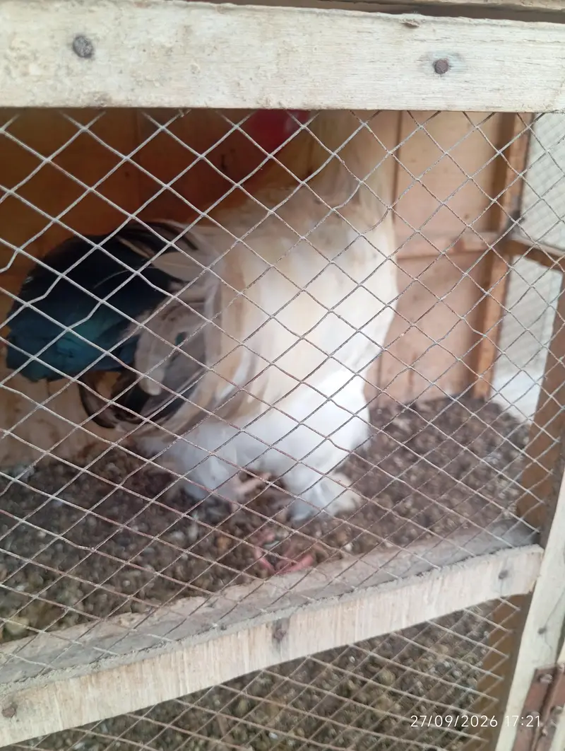 White Buff Male for sale — photo 7