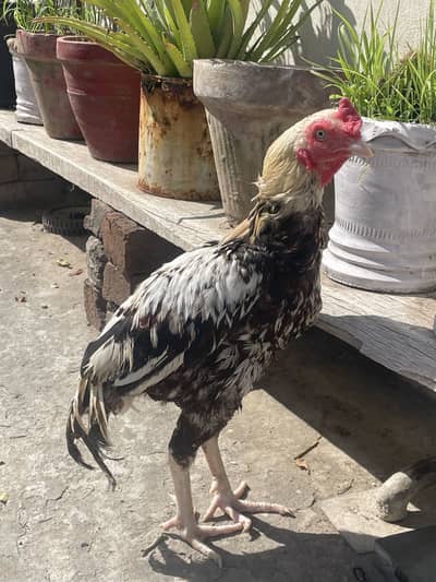 Aseel Jawa Murga Exchange with Egg Laying Hen