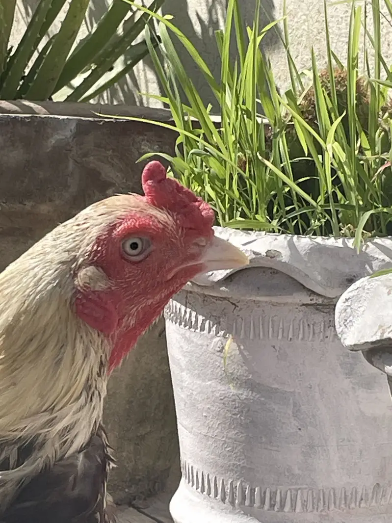 Aseel Jawa Murga Exchange with Egg Laying Hen — photo 2