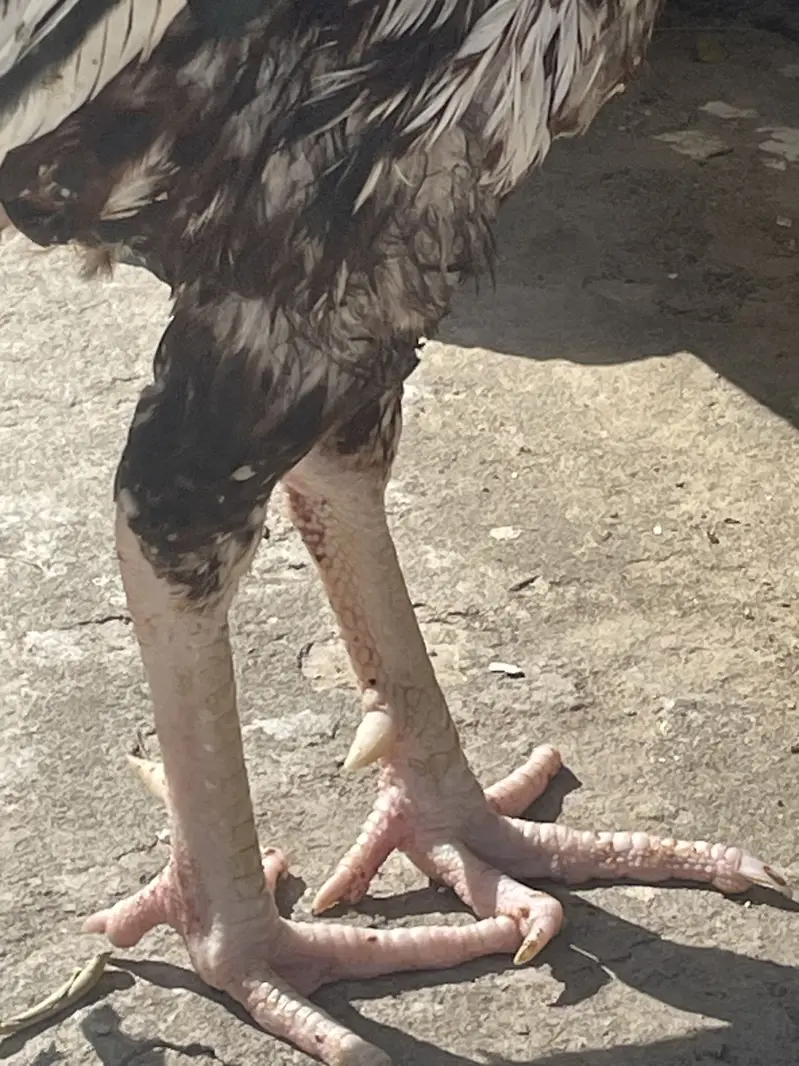 Aseel Jawa Murga Exchange with Egg Laying Hen — photo 3