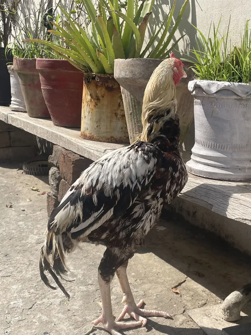 Aseel Jawa Murga Exchange with Egg Laying Hen — photo 4
