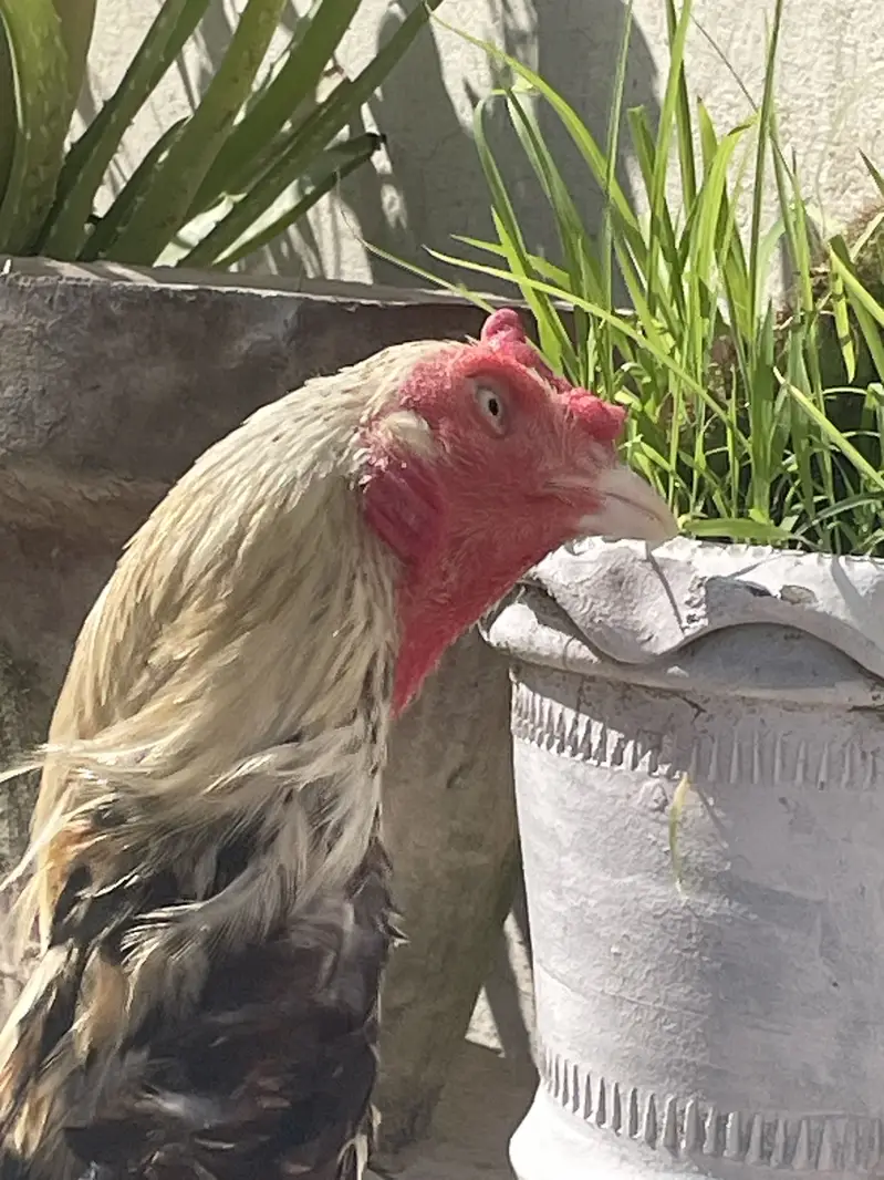 Aseel Jawa Murga Exchange with Egg Laying Hen — photo 5