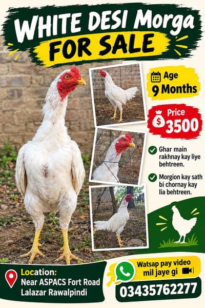 exchnage with desi chiks or eg layin hens.