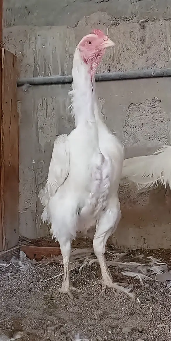 King O Shamo Breeder Pair | 0313-2414787 — photo 3