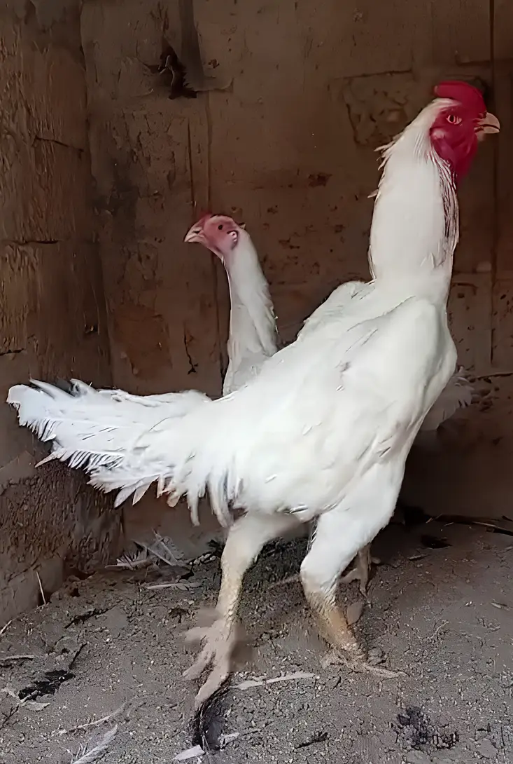 King O Shamo Breeder Pair | 0313-2414787 — photo 4