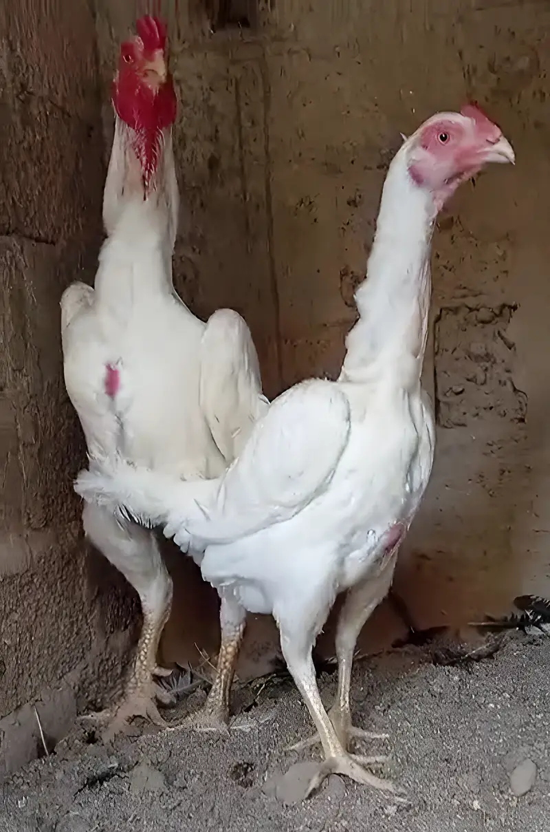 King O Shamo Breeder Pair | 0313-2414787 — photo 7