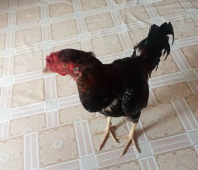 Rooster