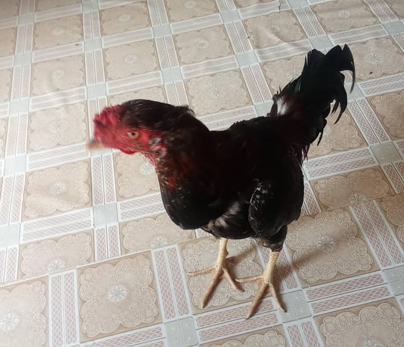 Rooster 0