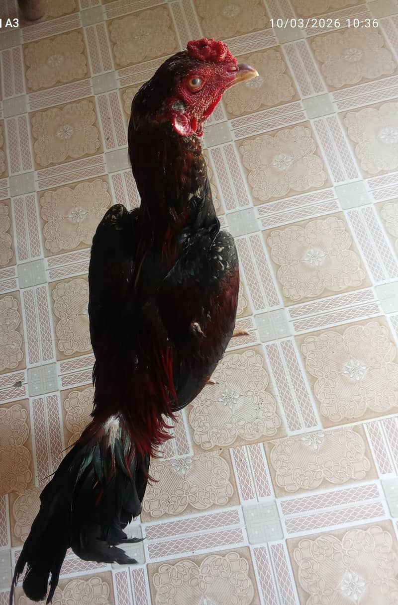 Rooster 1