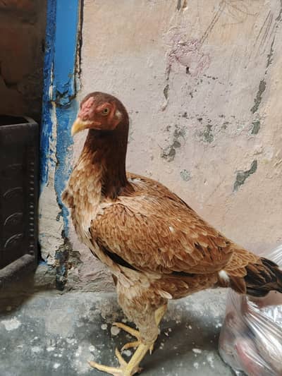 Aseel hen for sale