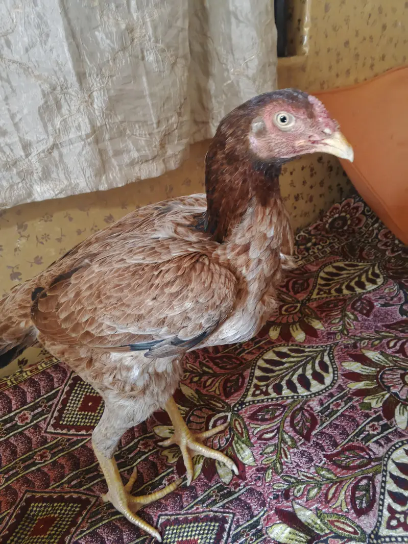 Aseel hen for sale — photo 2