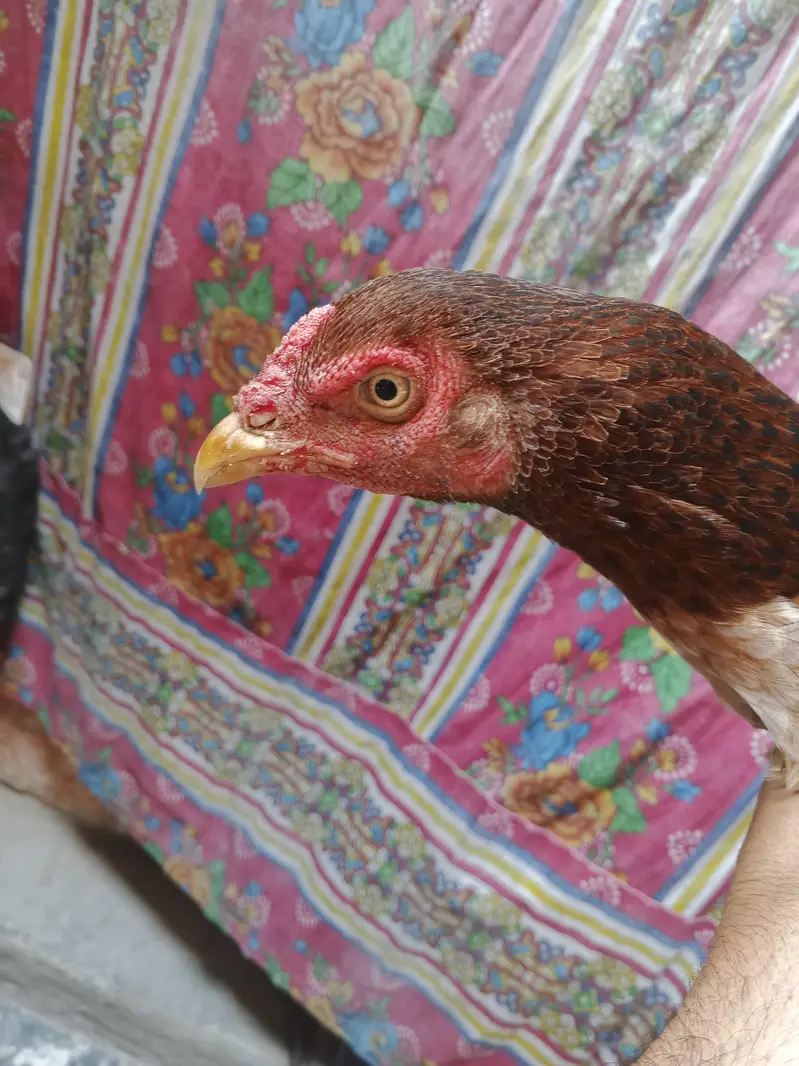 Aseel hen for sale — photo 3