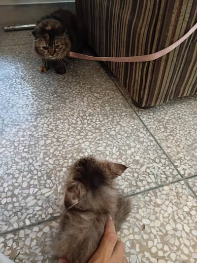 Tabby kitten female