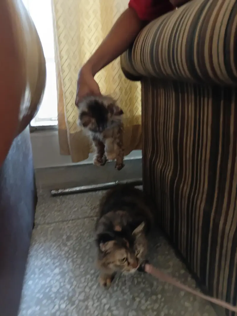 Tabby kitten female — photo 2