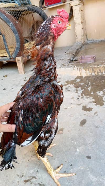 Special Desi Rooster for Sale – Beautiful & Healthy