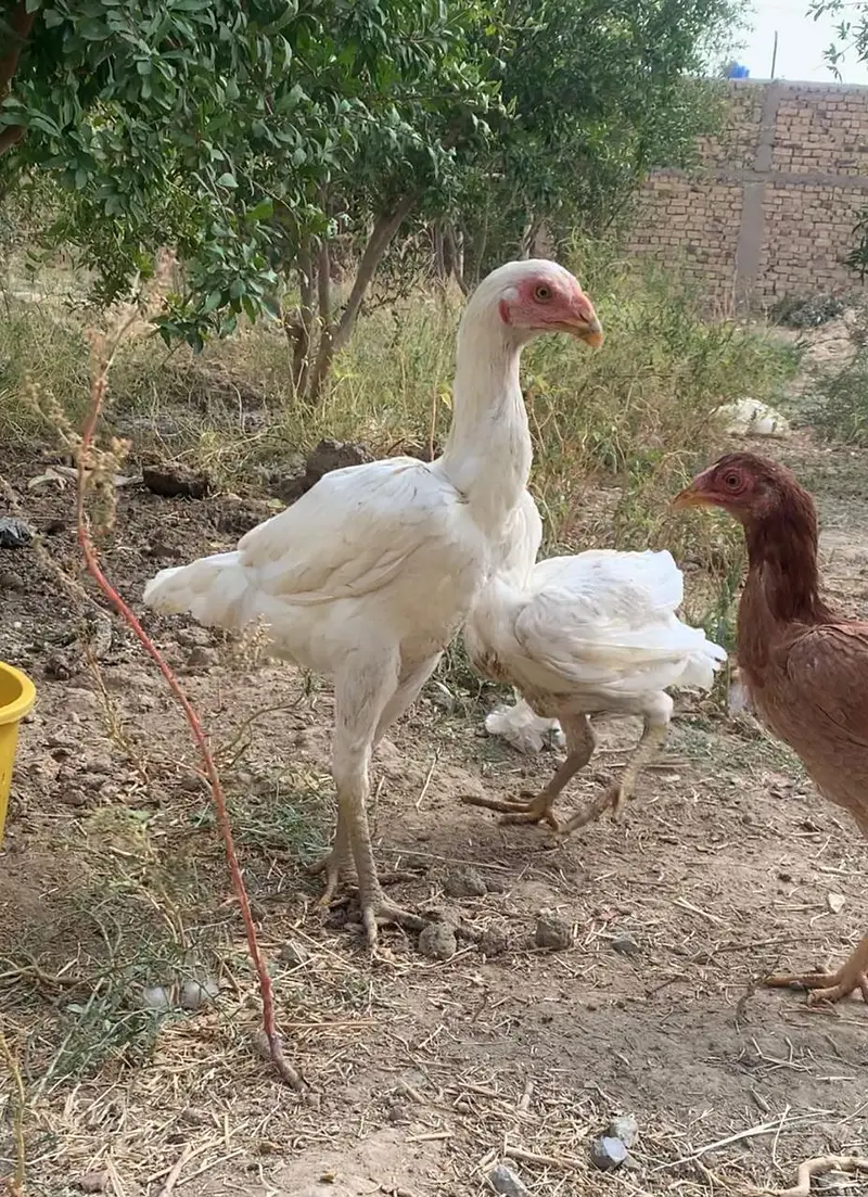 Heera aseel chicks — photo 2