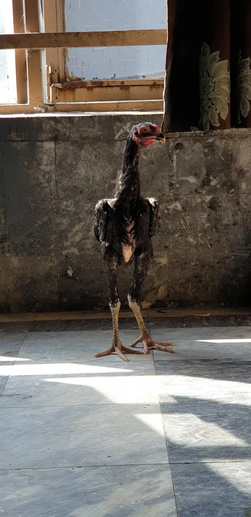 ASEEL LASSANI MUSHKA — photo 6