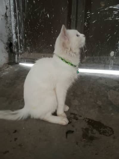 Persian double coat male cat