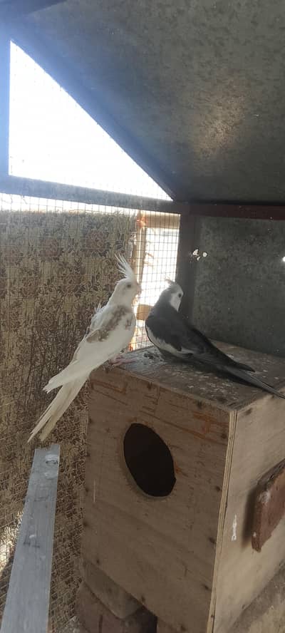 cocktail parrot for sale