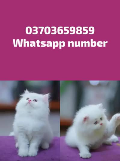 Persian Female kitten for sale