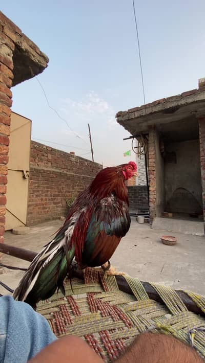 Amroha aseel