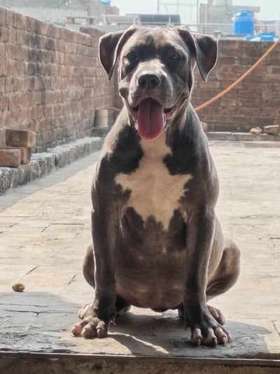 Am bully/American bully/Pitbull