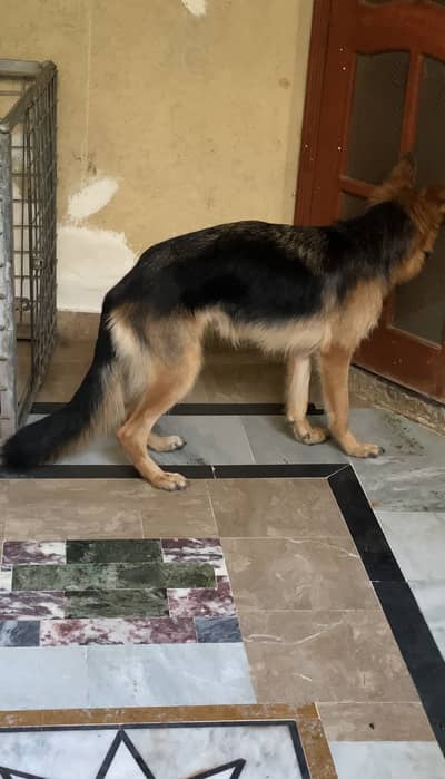 GSD Female On Heat Long Coat