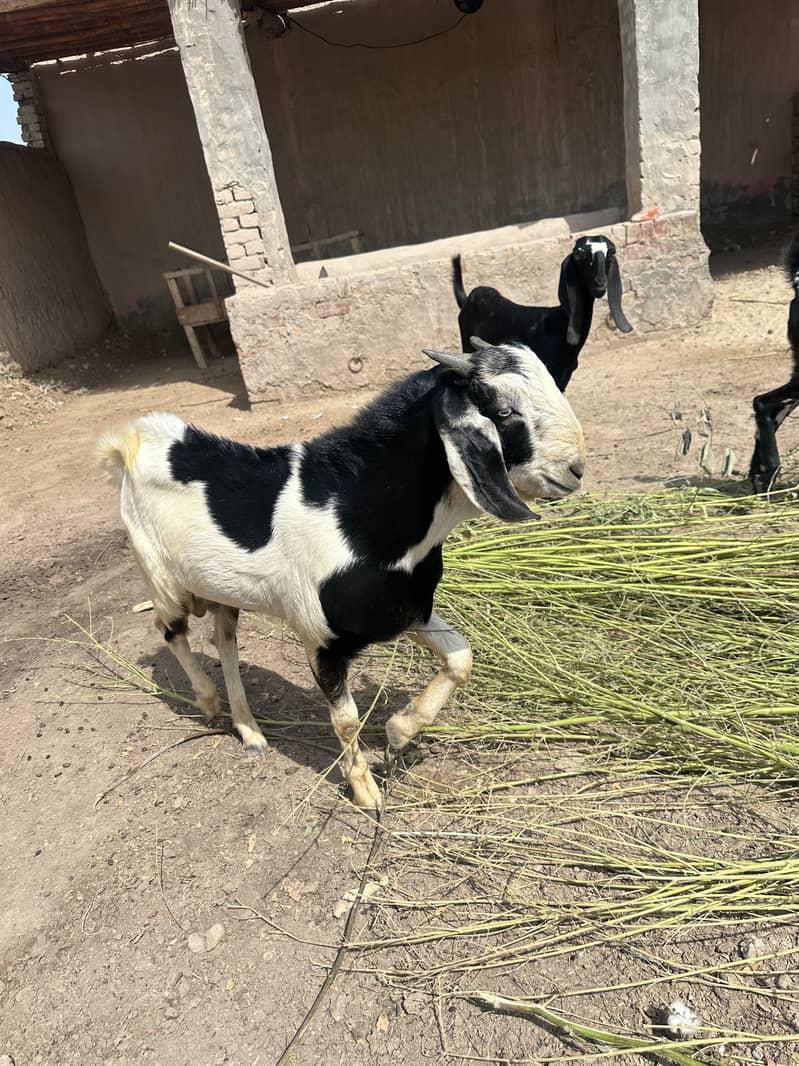 Bakra 0