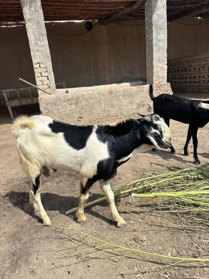 Bakra 1