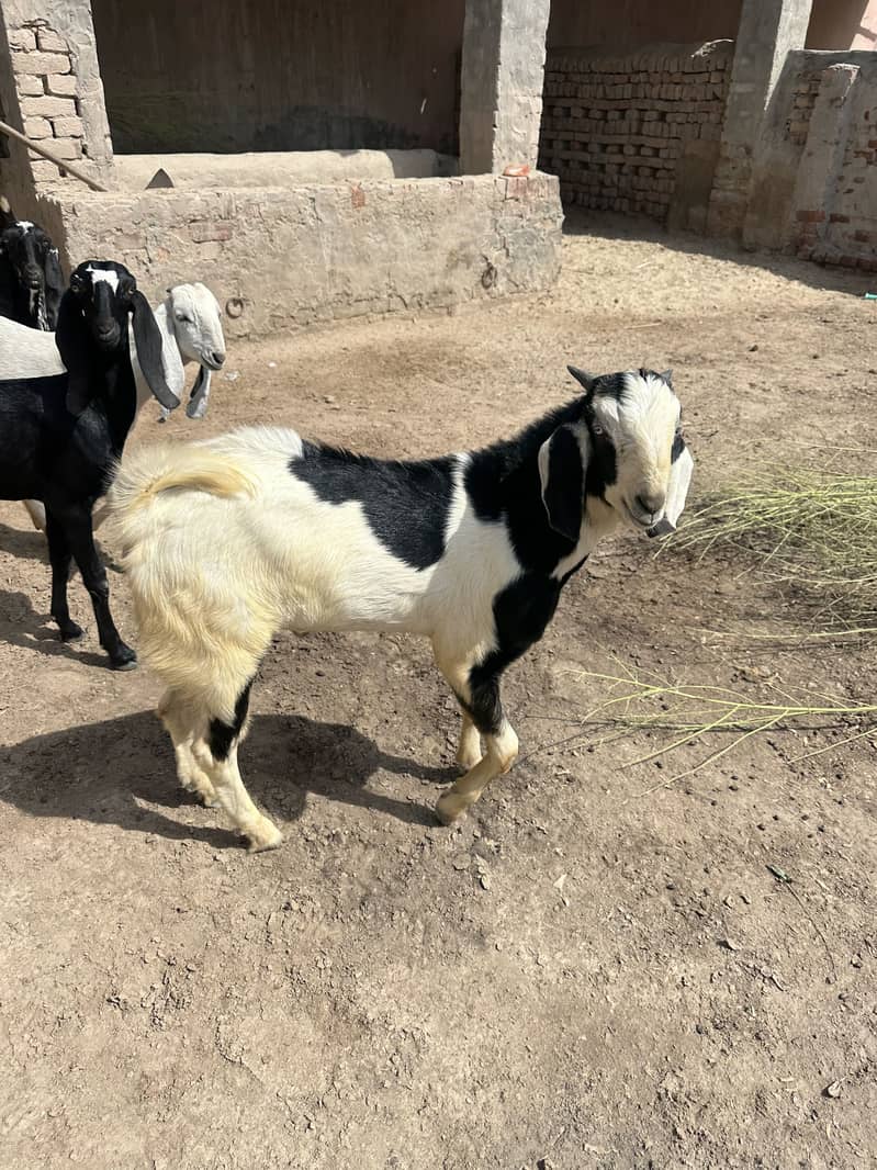 Bakra 2