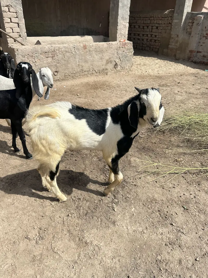 Bakra — photo 3