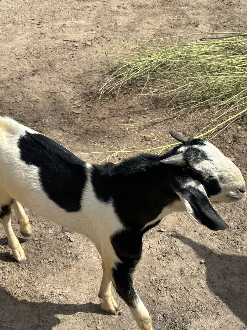 Bakra 3