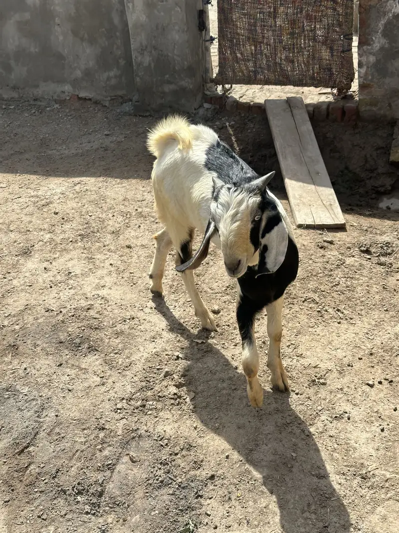 Bakra — photo 5