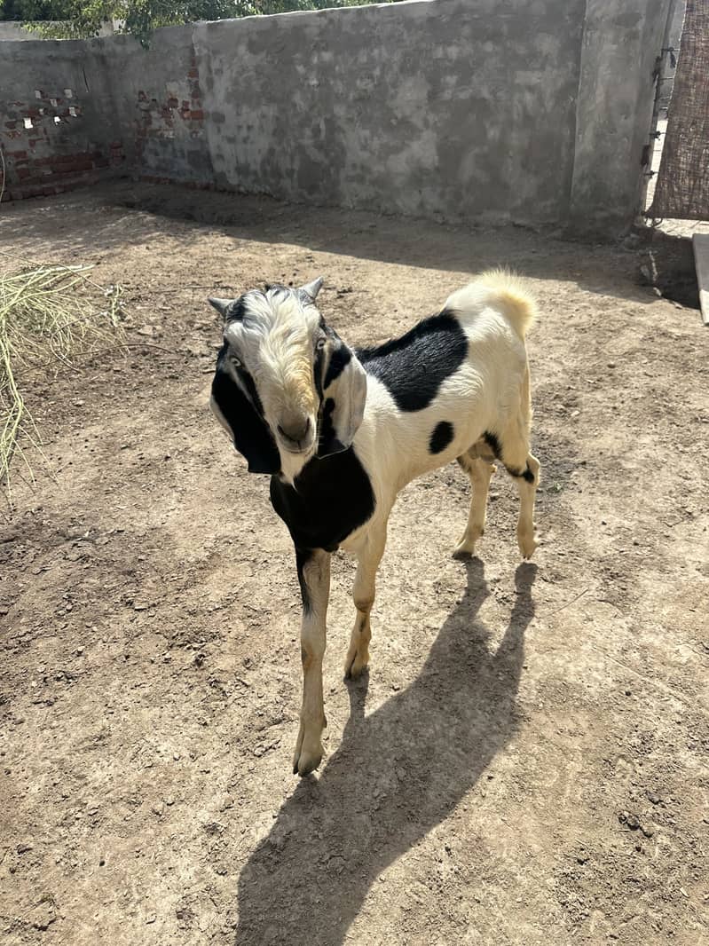 Bakra 5